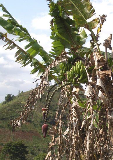 Musa