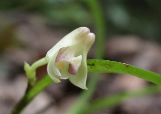 Orchidaceae2