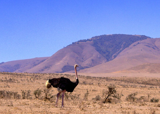 Ostrich 1