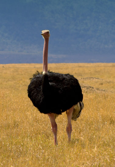 Ostrich