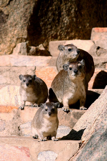Rock Hyrax 21