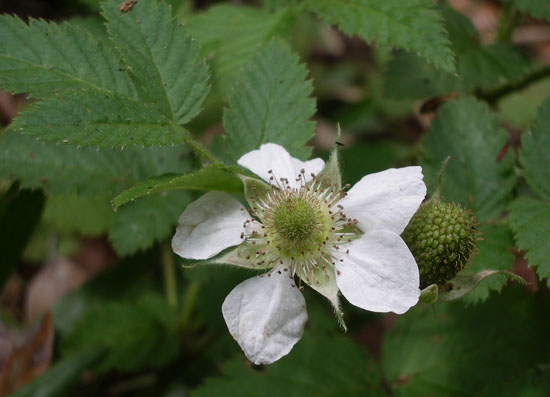 Rubus