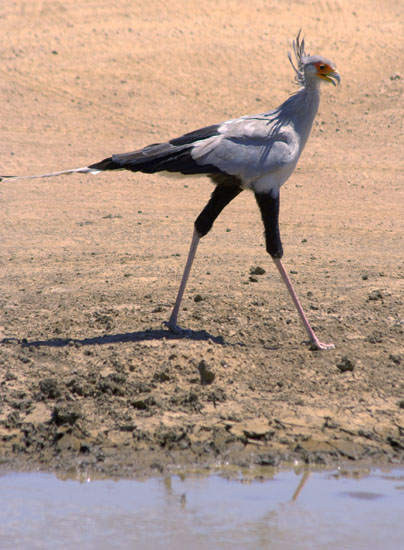 Secretary Bird