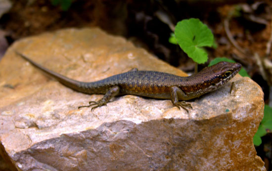 Skink