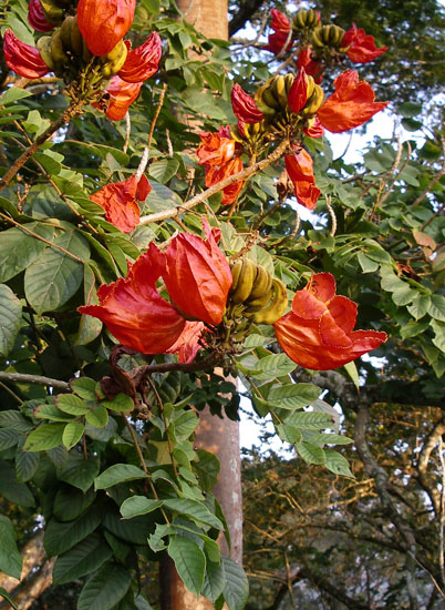 Spathodea-campanulata