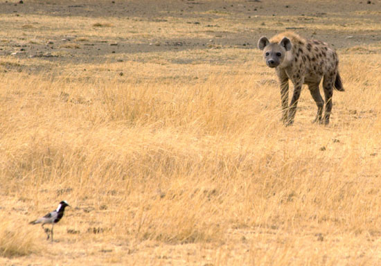 Spotted Hyena