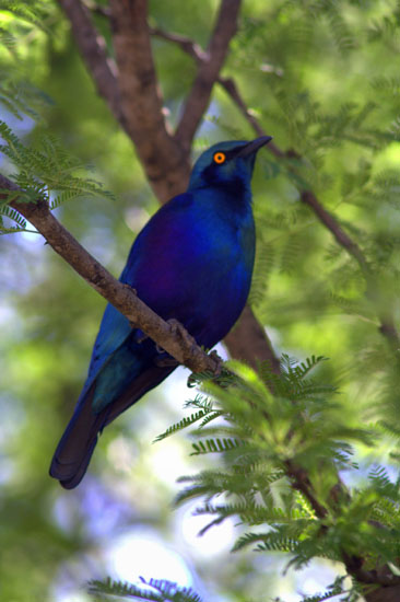 Starling