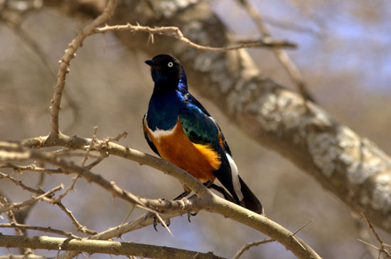 Super Starling 4