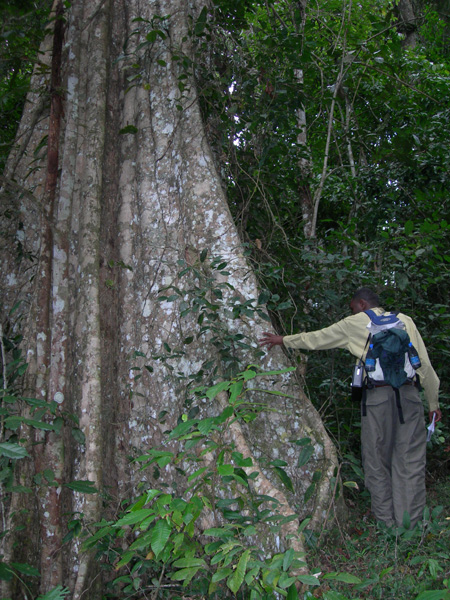 Tariku and buttress root