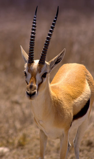 Thomson's Gazelle 1