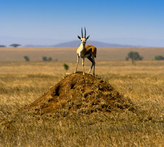 Thomson's Gazelle 2