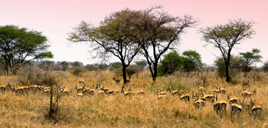 Thomson's Gazelle 6
