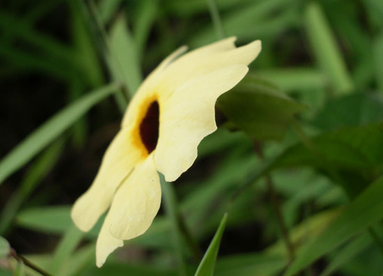 Thunbergia