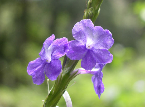 Verbena