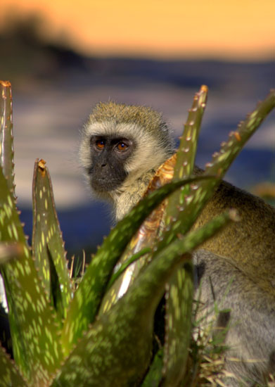Vervet Monkey 1