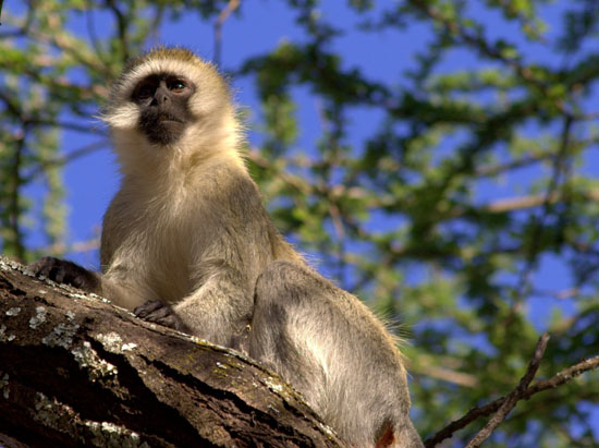 Vervet Monkey