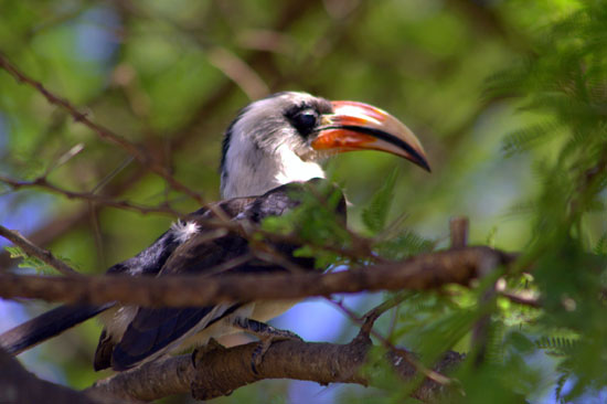 Von der Decken's Hornbill 2