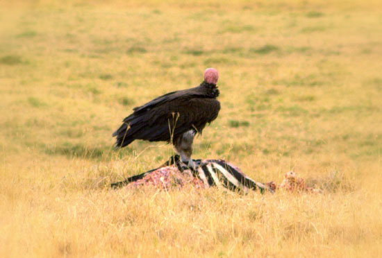 Vulture on Zebra Kill