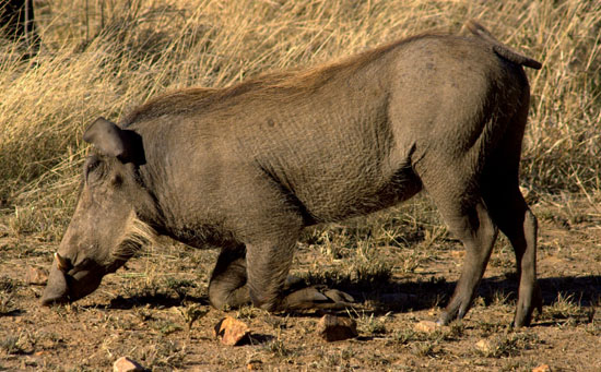 Warthog