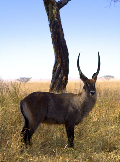Waterbuck