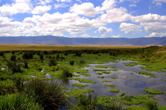 Wetlands