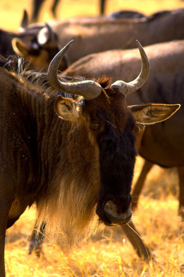 Wildebeests