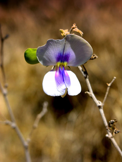 Wildflower