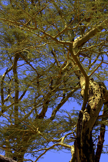 Yellow Acacias