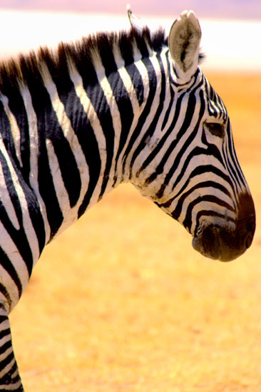 Zebra 2
