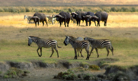 Zebras & Buffalos