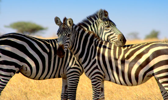 Zebras